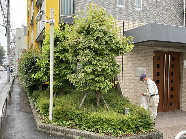 樹木剪定・草刈作業 施工前